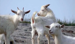 全球大氣CO2 濃度升高抑制C3植物光合氮同化的潛